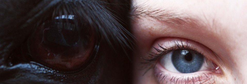 Illustratie bij contrast<br />
Donker oog van paard naast oog van blank  meisje