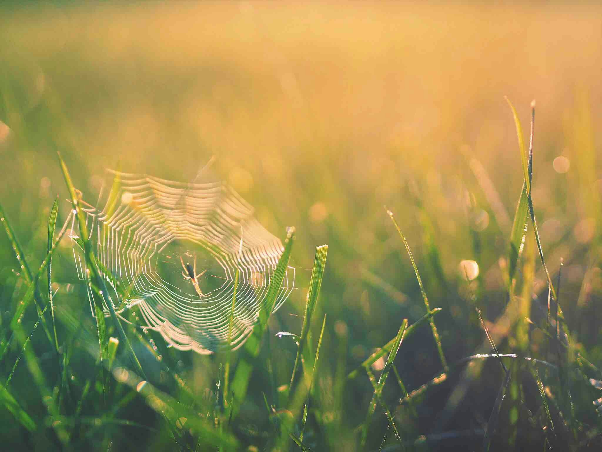 aaron-burden-9TgJxZMd0hc-unsplash Spider web in grass